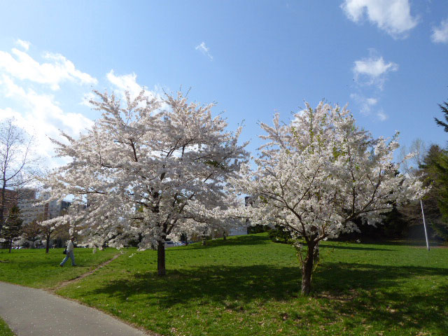 中島公園・桜