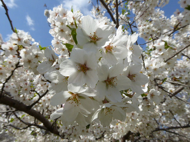 中島公園・桜