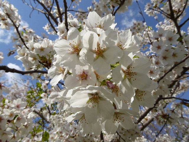 中島公園・桜