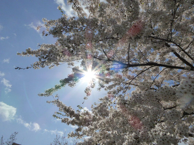 中島公園・桜