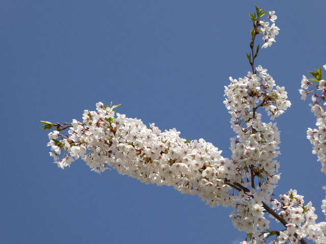 中島公園・桜