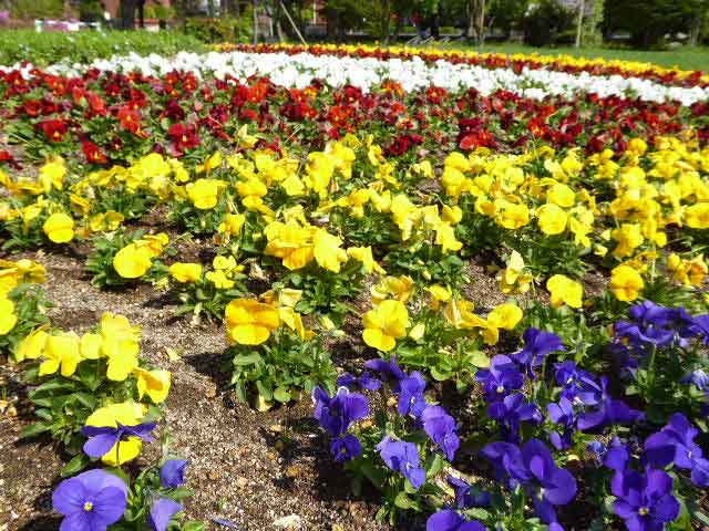 大通公園、花