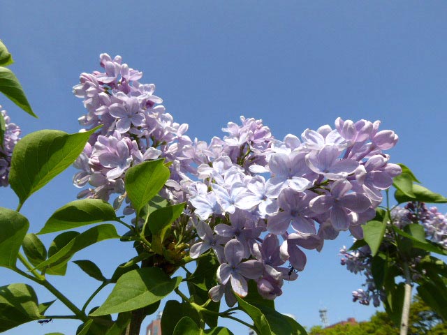 大通公園、花