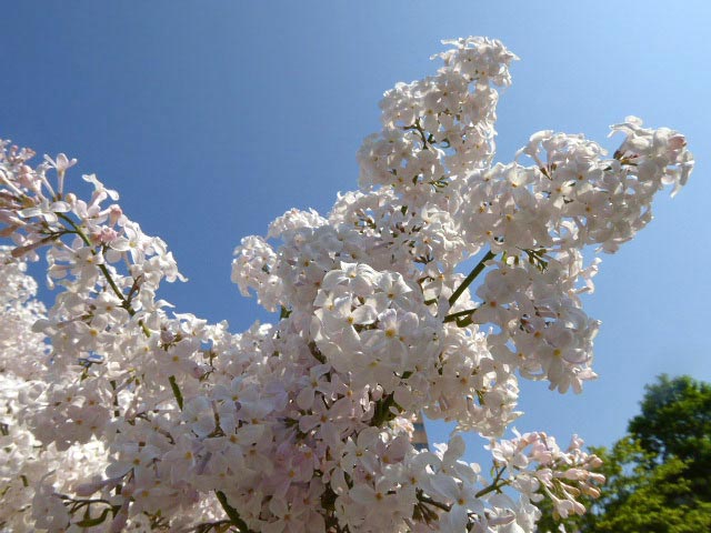 大通公園、花