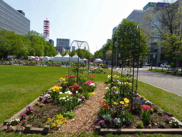 大通公園、花