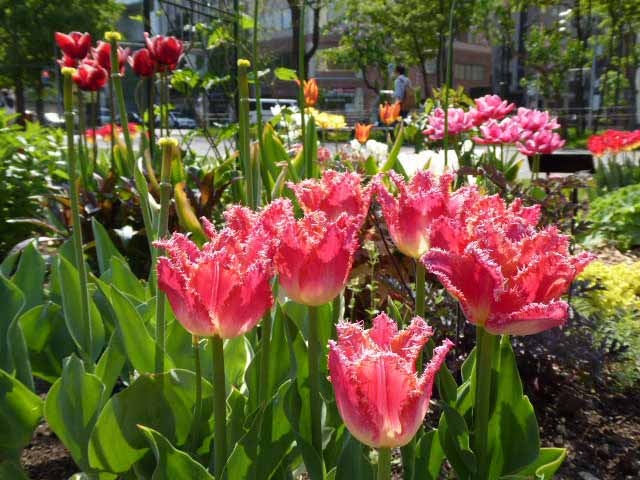 大通公園、花