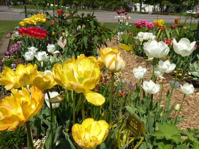 大通公園、花