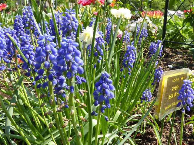 大通公園、花