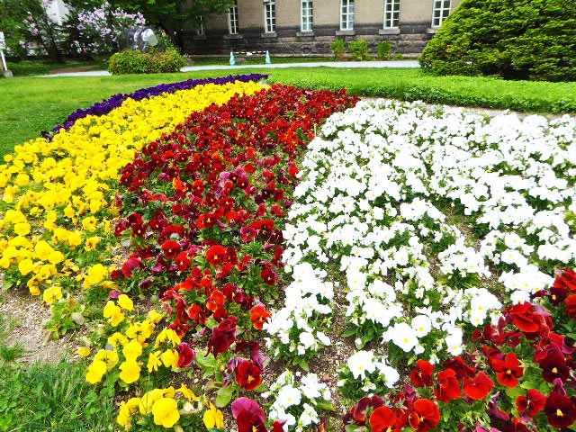 大通公園と花