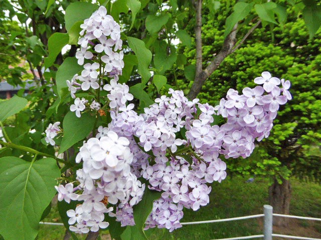 大通公園と花