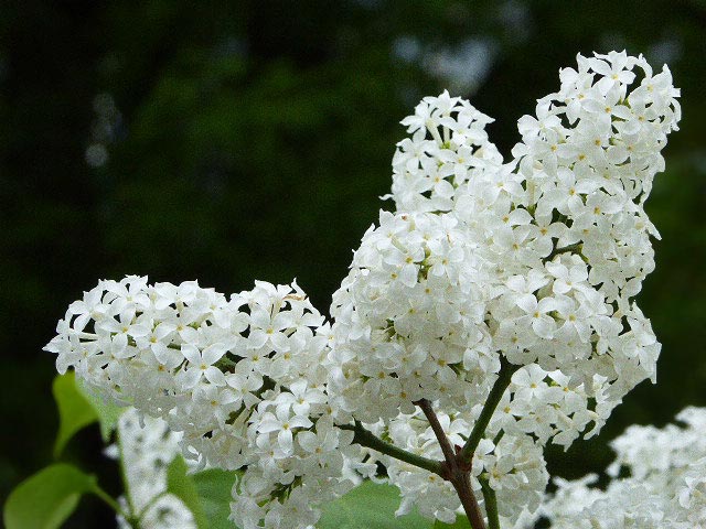 大通公園と花