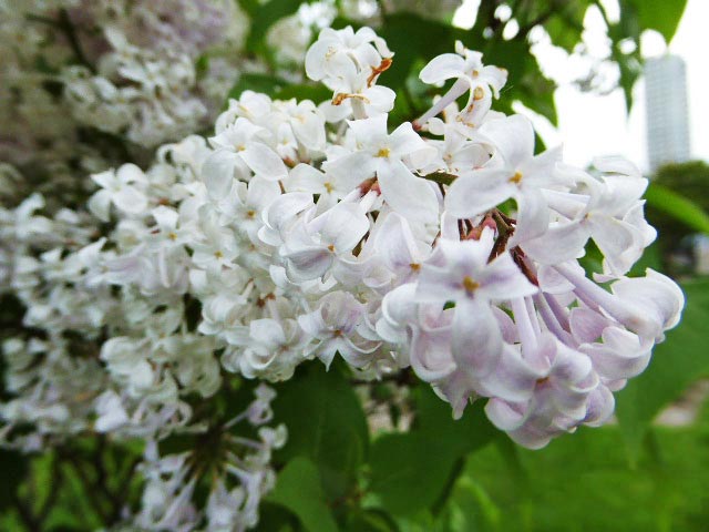 大通公園と花