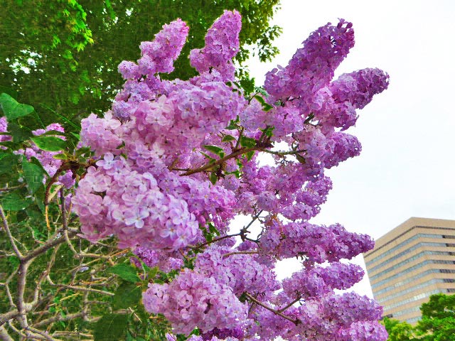 大通公園と花