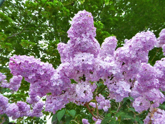 大通公園と花