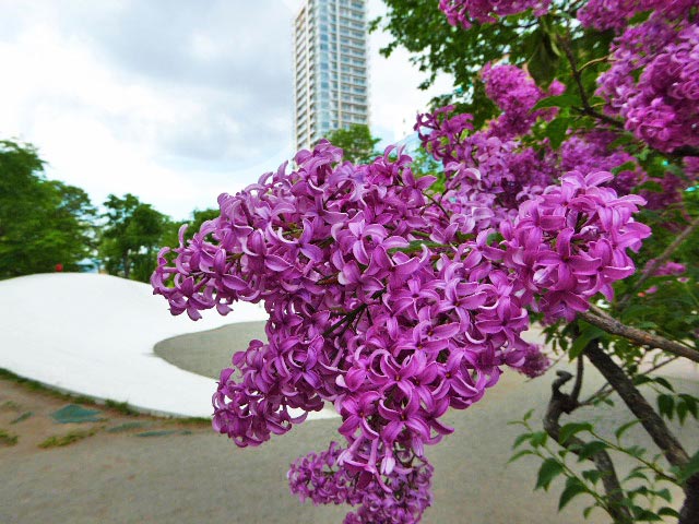 大通公園と花