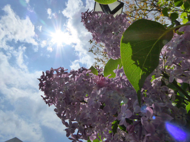 大通公園と花