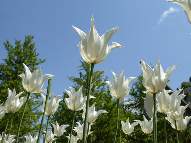 大通公園と花