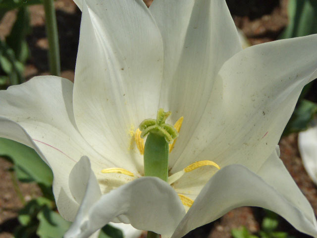 大通公園と花