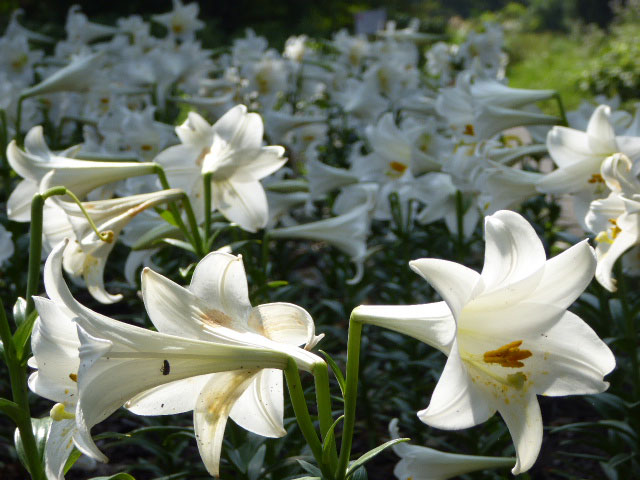 百合が原公園ユリ