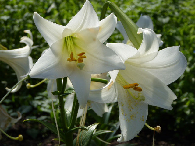 百合が原公園ユリ