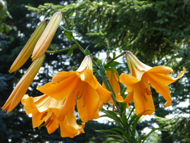 百合が原公園ユリ