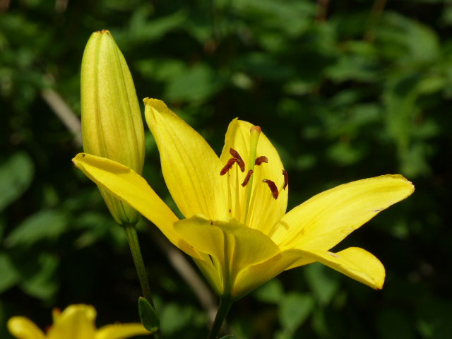 百合が原公園ユリ