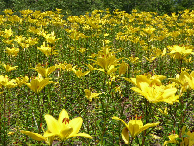 百合が原公園ユリ