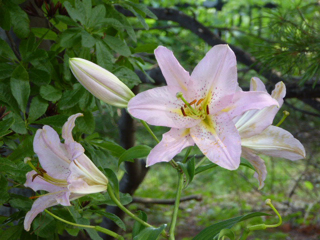 百合が原公園ユリ