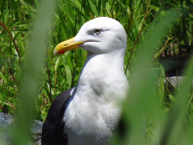 野鳥、エゾリス、シマリス