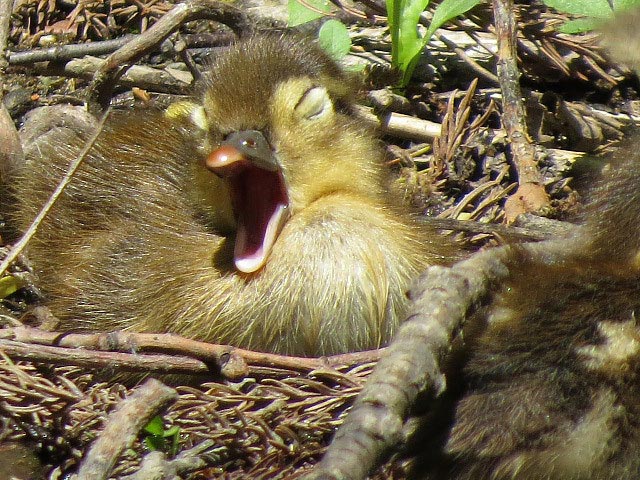 野鳥、エゾリス、シマリス