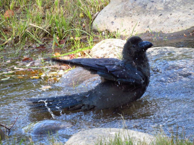 野鳥、エゾリス、シマリス