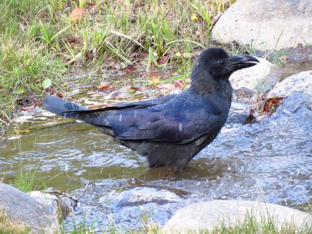 野鳥、エゾリス、シマリス