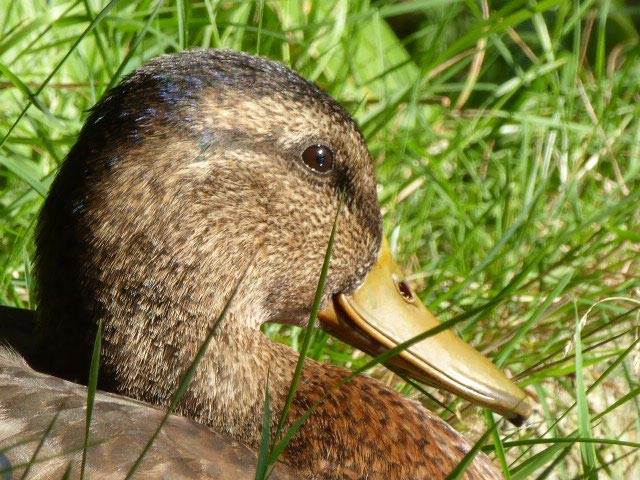 野鳥、エゾリス、シマリス