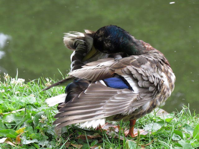 野鳥、エゾリス、シマリス