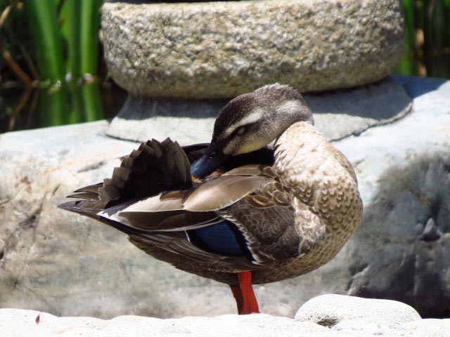 野鳥、エゾリス、シマリス