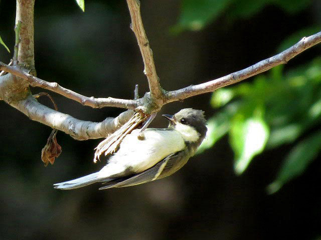 野鳥、エゾリス、シマリス