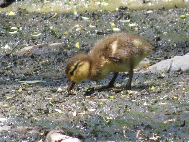 野鳥、エゾリス、シマリス