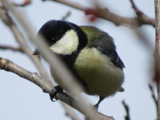 野鳥、エゾリス、シマリス