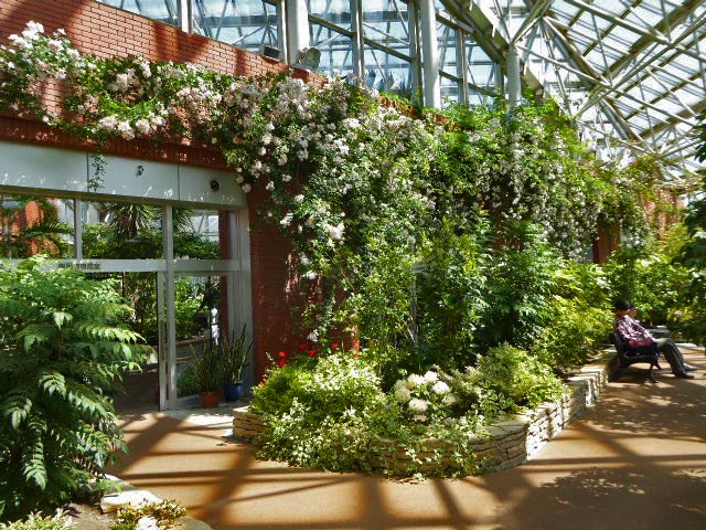 いわみざわ公園色彩館、バラ