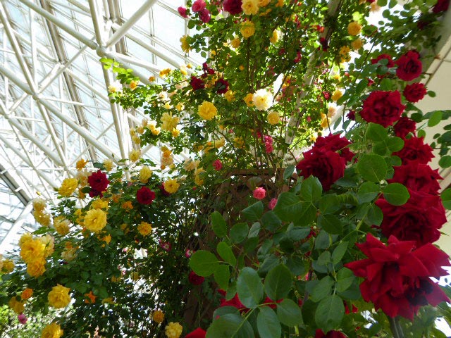 いわみざわ公園色彩館、バラ