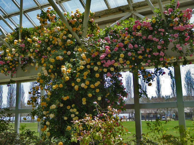 いわみざわ公園色彩館、バラ