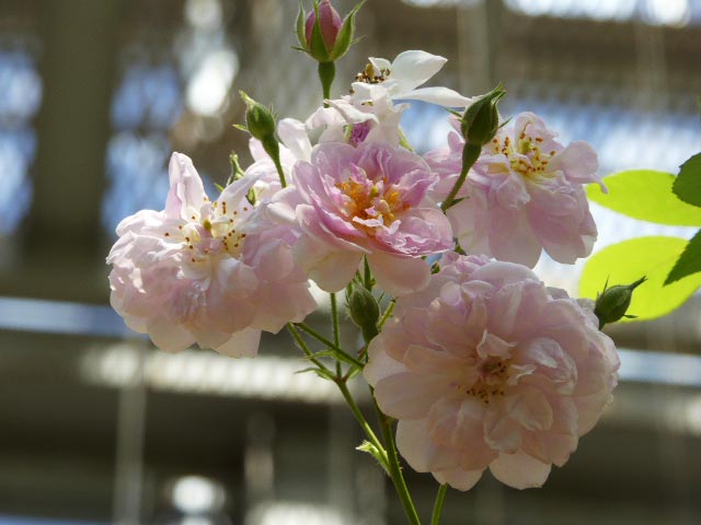 いわみざわ公園色彩館、バラ