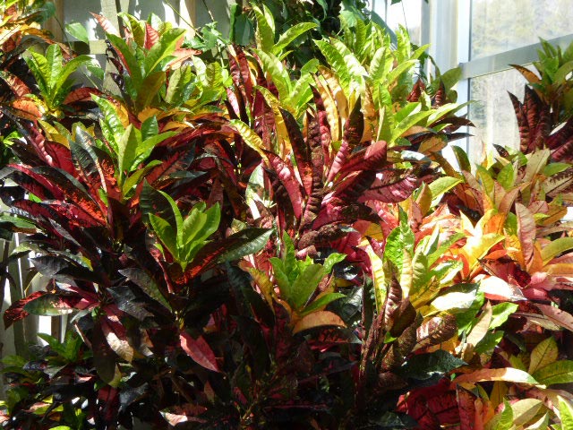 いわみざわ公園色彩館、南国植物温室