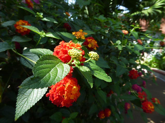 いわみざわ公園色彩館、南国植物温室