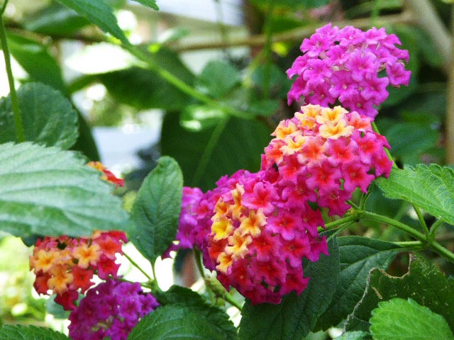 いわみざわ公園色彩館、南国植物温室
