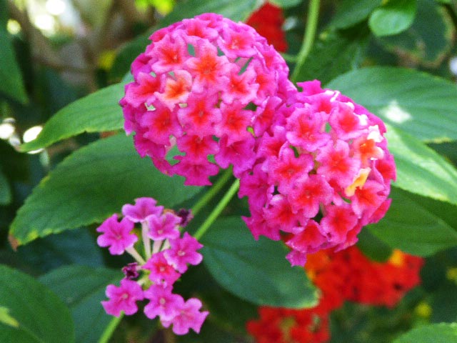 いわみざわ公園色彩館、南国植物温室