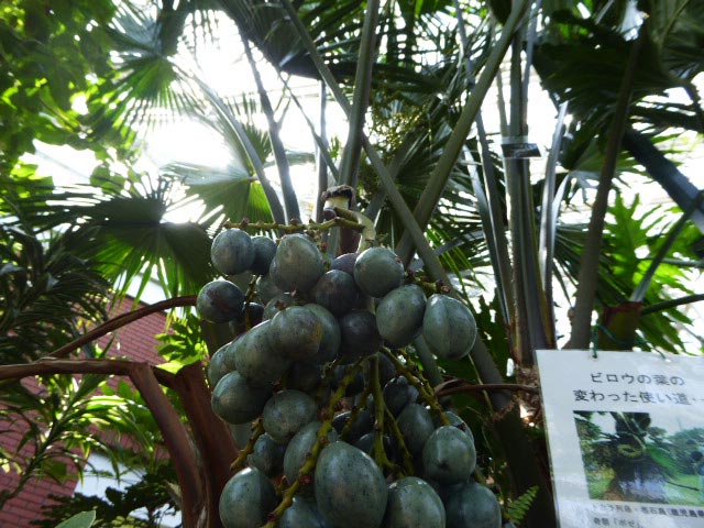 いわみざわ公園色彩館、南国植物温室