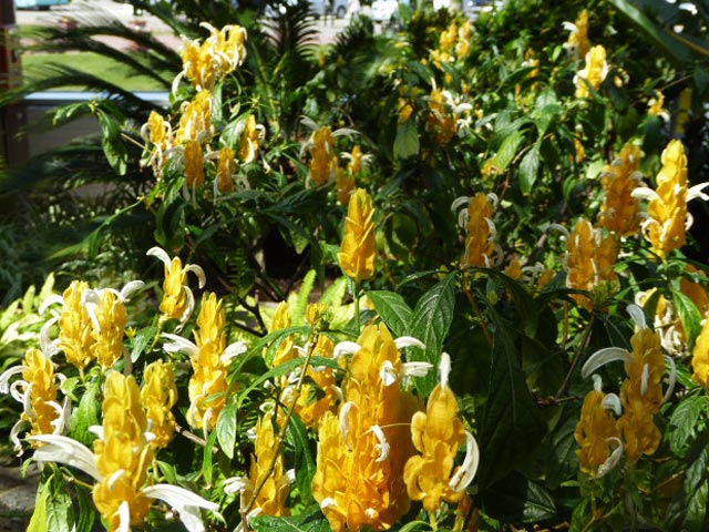 いわみざわ公園色彩館、南国植物温室
