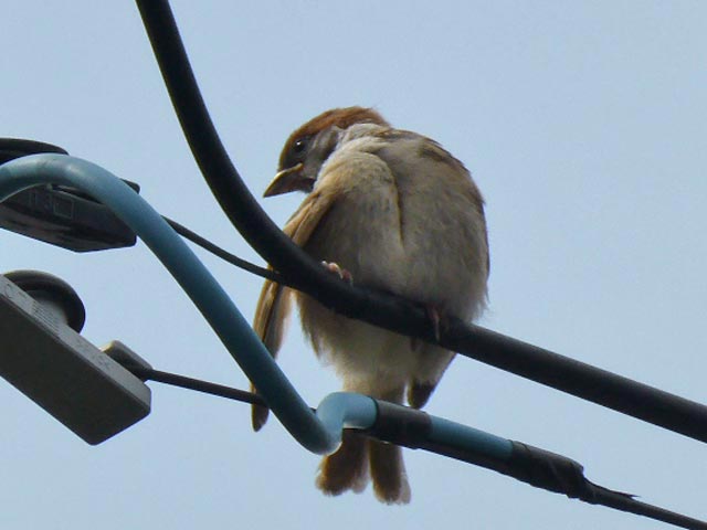 野鳥、昆虫、エゾリス