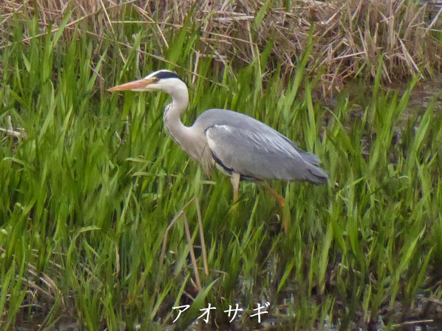アオサギ